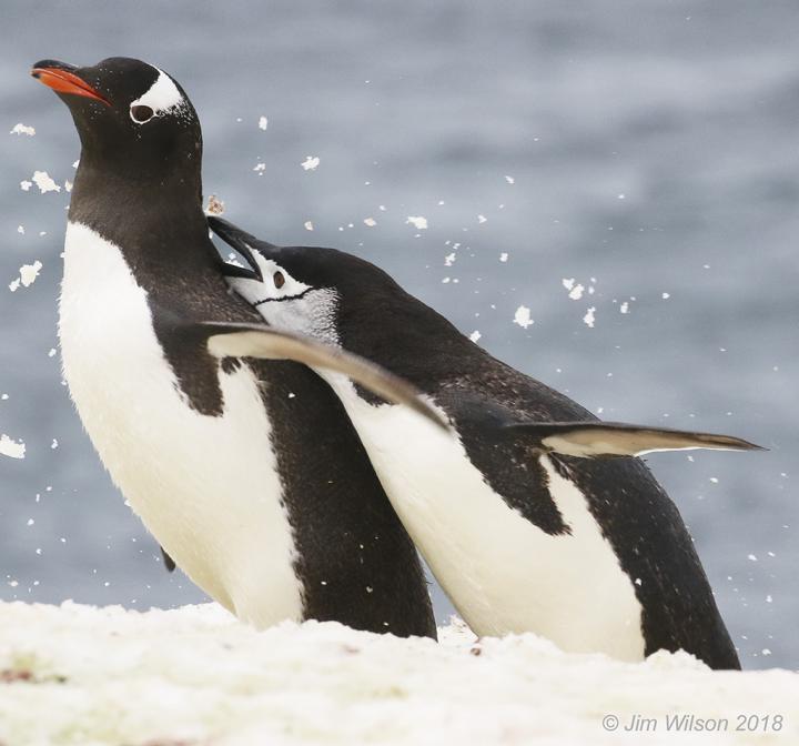 Gentoo and chinstrap penguins jostle