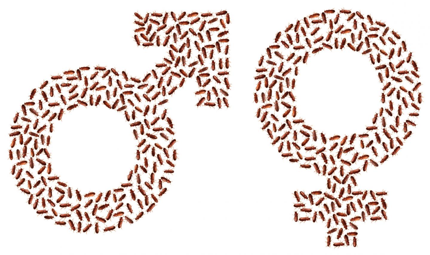 Population Benefits of Sexual Selection Explain the Existence of Males