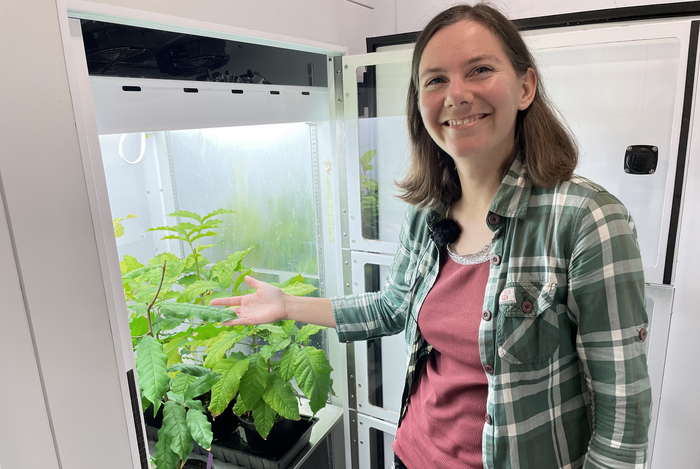 Tree plants in climate chamber