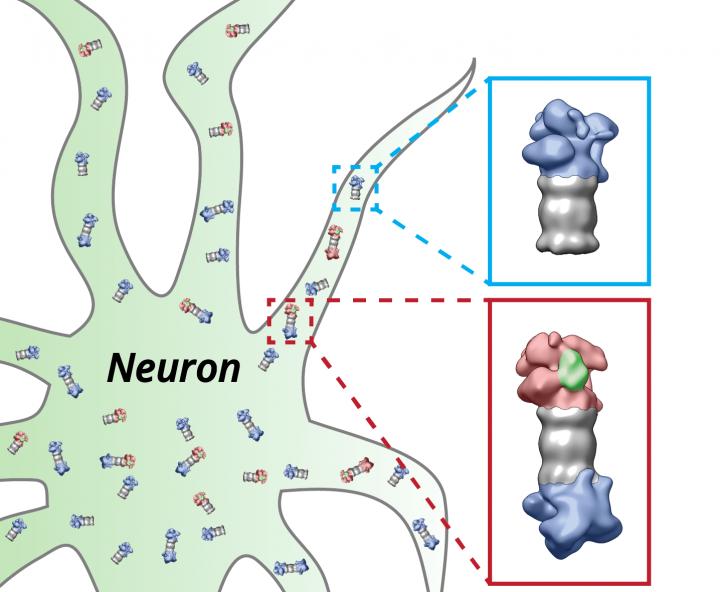 Protein Degradation by the Proteasome in Neurons
