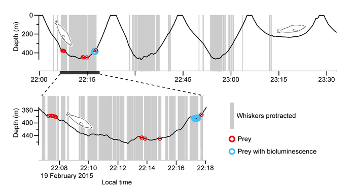 Time-series data of Seal