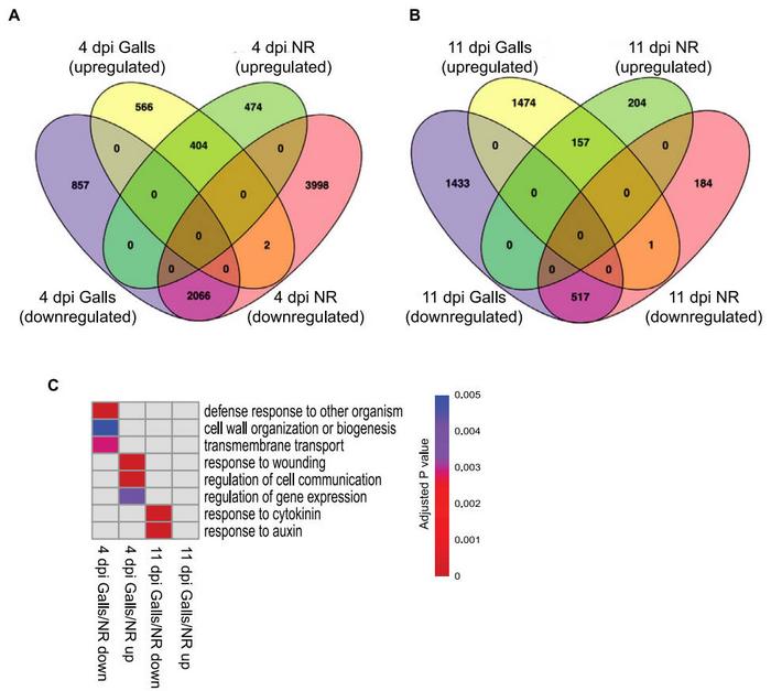 Megalaima incognita induces parallel transcriptome reprograming in galls and neighboring cells.