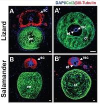 Spinal Cords: Original and Regenerated