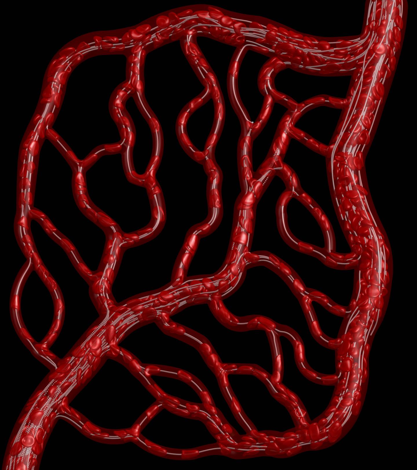 Red Blood Cell Flow Simulation
