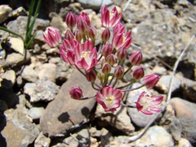 <i>Allium spathulatum</i> (2 of 2)