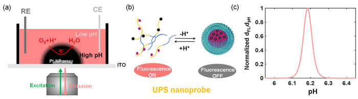 Schematic illustration of the designed experiment for fluorescent imaging of the pH gradients induced by oxygen reduction reaction electrocatalyst by a Ptnanoparticle array