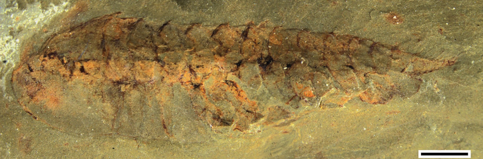 Side view of Leanchoilia fossil