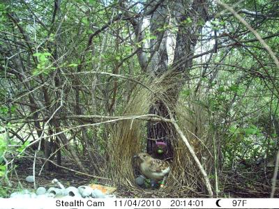 Bowerbird (3 of 3)