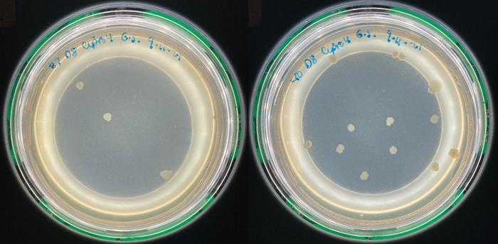 Bacterial colonies resistant to ciprofloxacin at 37 or 40 degrees