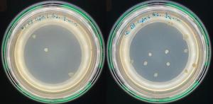 Bacterial colonies resistant to ciprofloxacin at 37 or 40 degrees