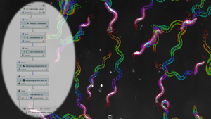 JIPipe image analysis of nematodes