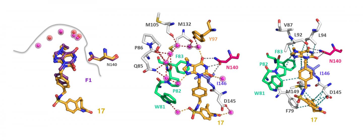 Comparison of the Binding Mode of F1 and Compound 17