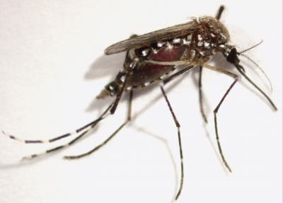 <i>Aedes aegypti</i>