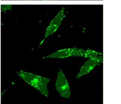 Thinking Positively: A New Way to Deliver Medicine into Cells