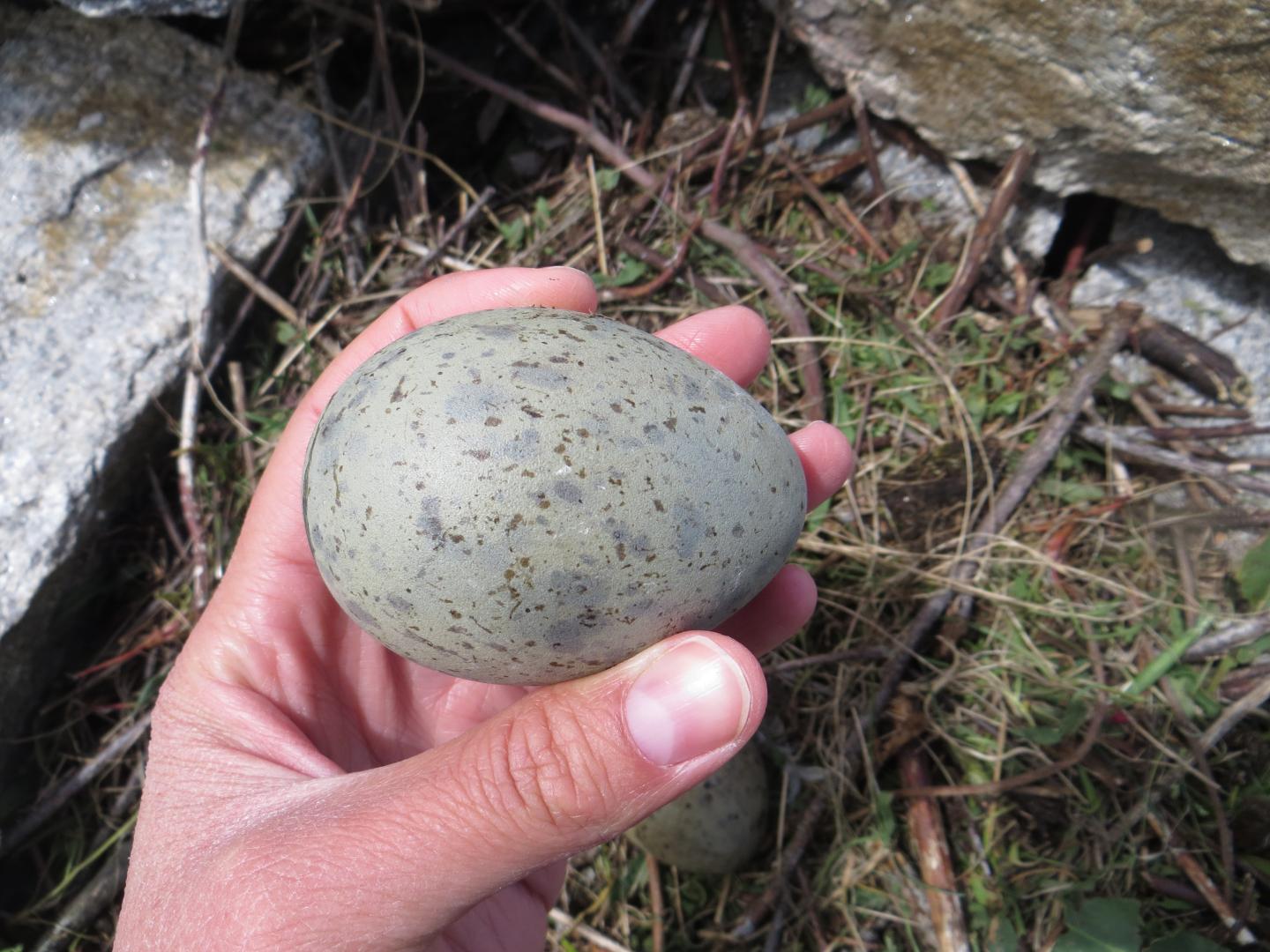 Flight Ability of Birds Affects the Shape of Their Eggs (3 of 6)