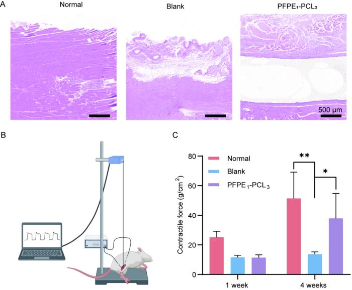 Evaluation of regenerative muscle performance and functional recovery