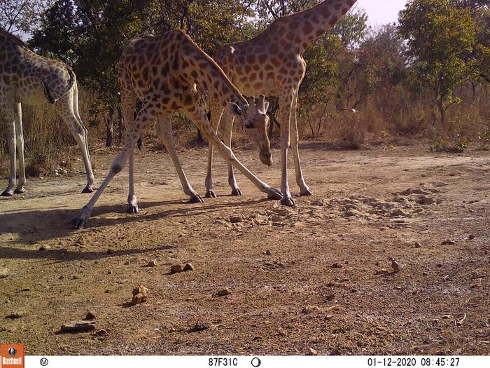 Kordofan giraffes face local extinction if poaching continues