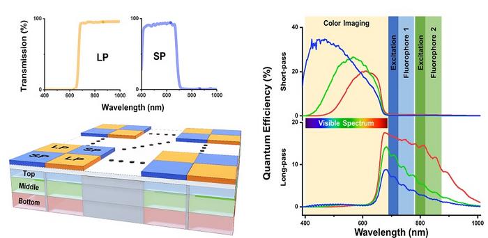 Bioinspired sensor for the endoscopic imaging system includes a pixel array that can capture light on six different spectral channels.