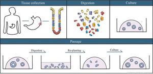 Key steps of organoid construction