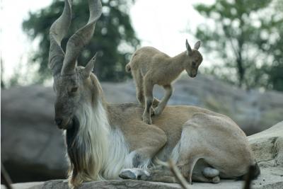 Markhor