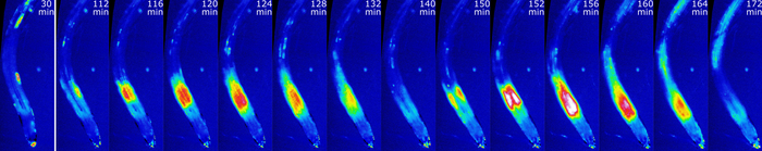 calcium dynamics in roots