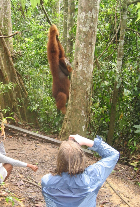 Orangutan Image 4