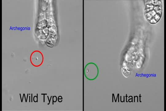 Comparison of Wild-Type and Mutant <I>Physcomitrella patens</I> Sperm