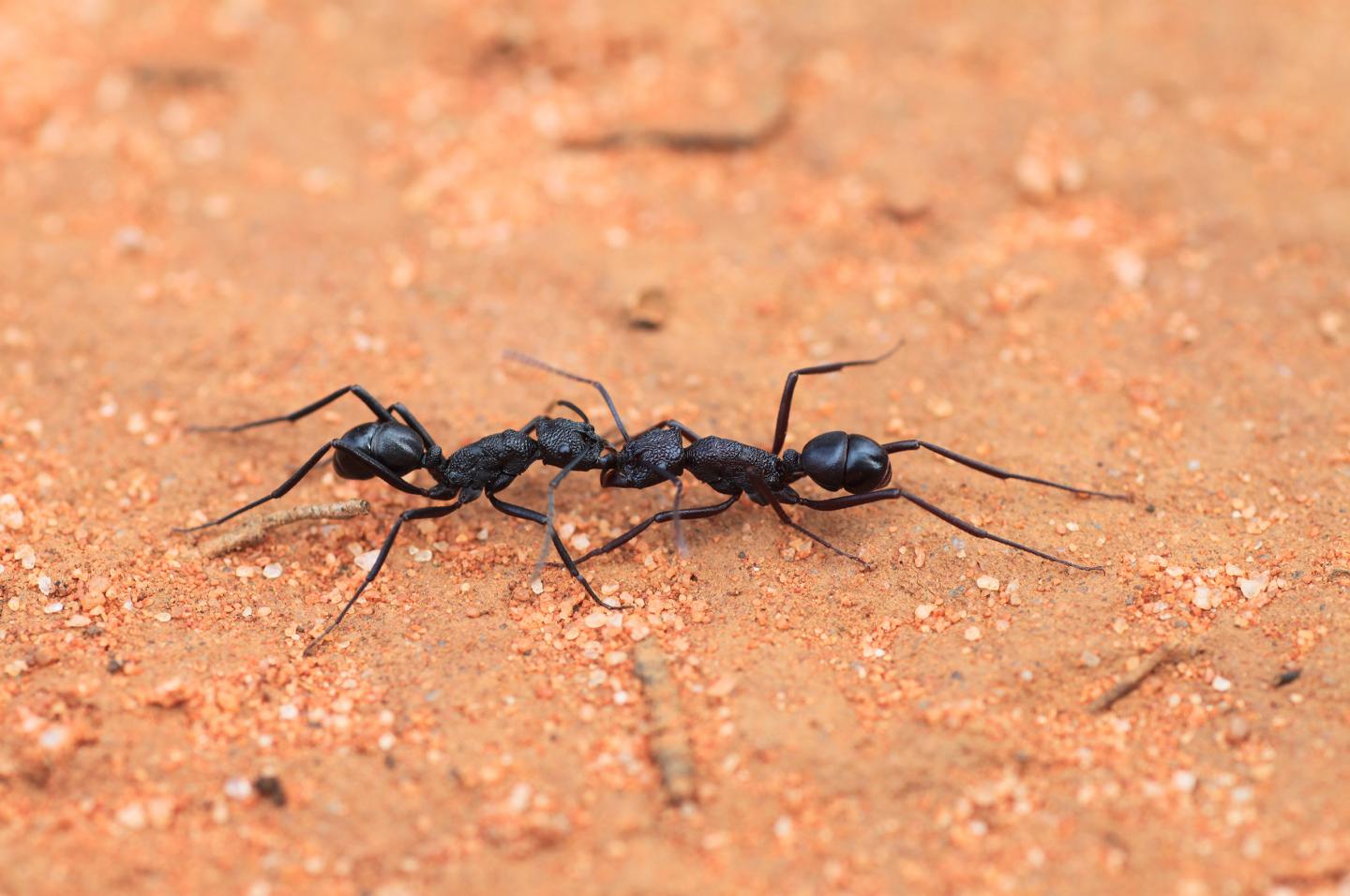 <i>Rhytidoponera mayri</i> Workers