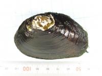 Unionid mussel, Pronodularia japanensis