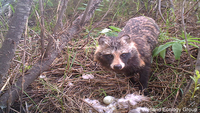 Raccoon dog destroying an artificial mallard nest