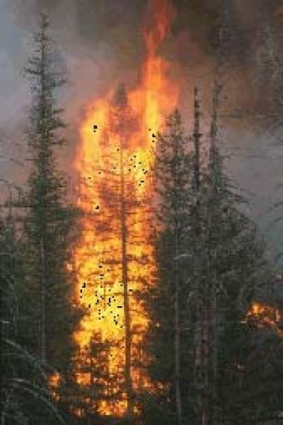 Forest Fire