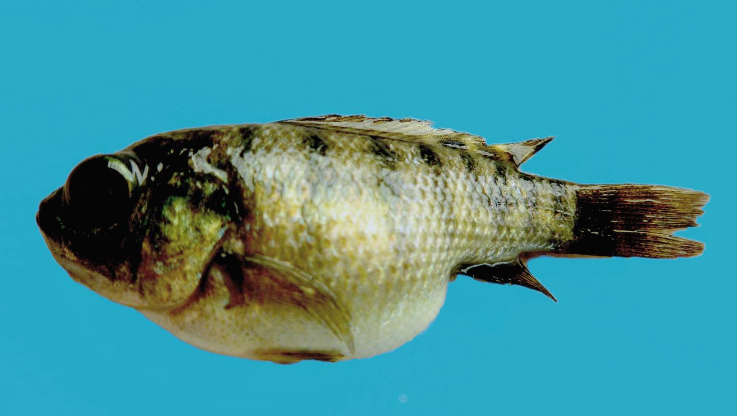 Diseased Tilapia, Ecuador [IMAGE] EurekAlert! Science News Releases