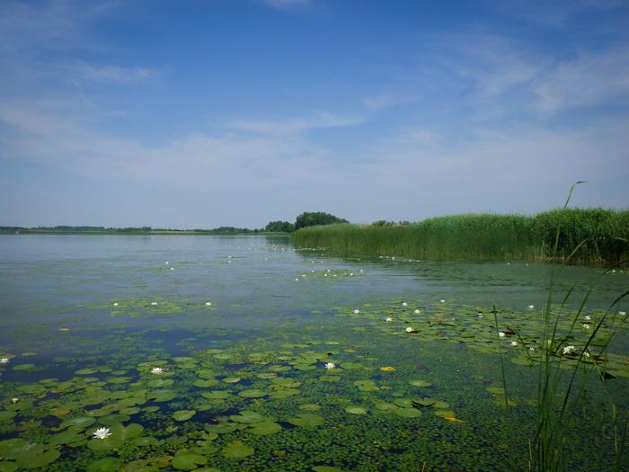 Macrovegetation habitats in Lake Tisza