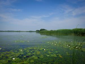 Macrovegetation habitats in Lake Tisza