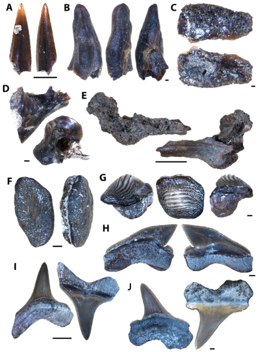 Actinopterygian and chondrichthyan teeth