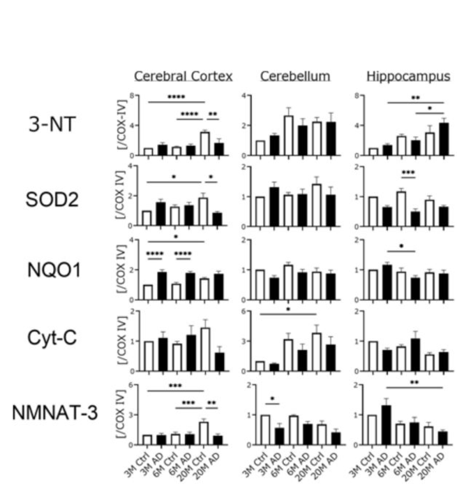 Researchers establish the relationship between mitochondrial oxidation and cognitive dysfunction in Alzheimer’s disease