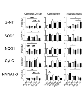 Researchers establish the relationship between mitochondrial oxidation and cognitive dysfunction in Alzheimer’s disease