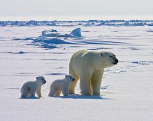 Increased pathogen exposure of a marine apex predator over three decades