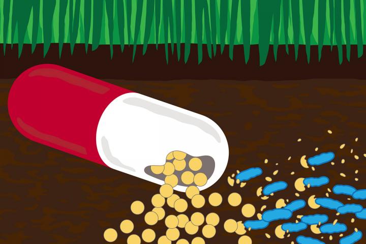 Soil Bacteria Eat Antibiotics