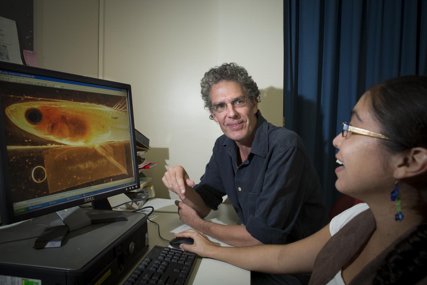 Looking at <i>Gambusia</i>