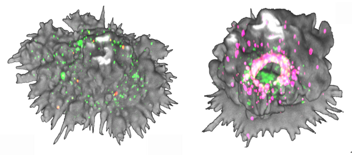 Mature dendritic cell expressing Siglec-1 nanoclusters on the cell surface a few minutes after capture of HIV-like particles