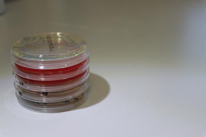 Stack of petri dishes with bacterial strains growing in them