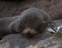 Fur Seal Sleeps on Land