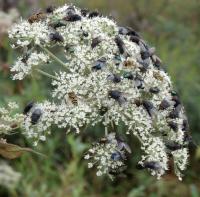 Kneeling Angelica and Pollinators
