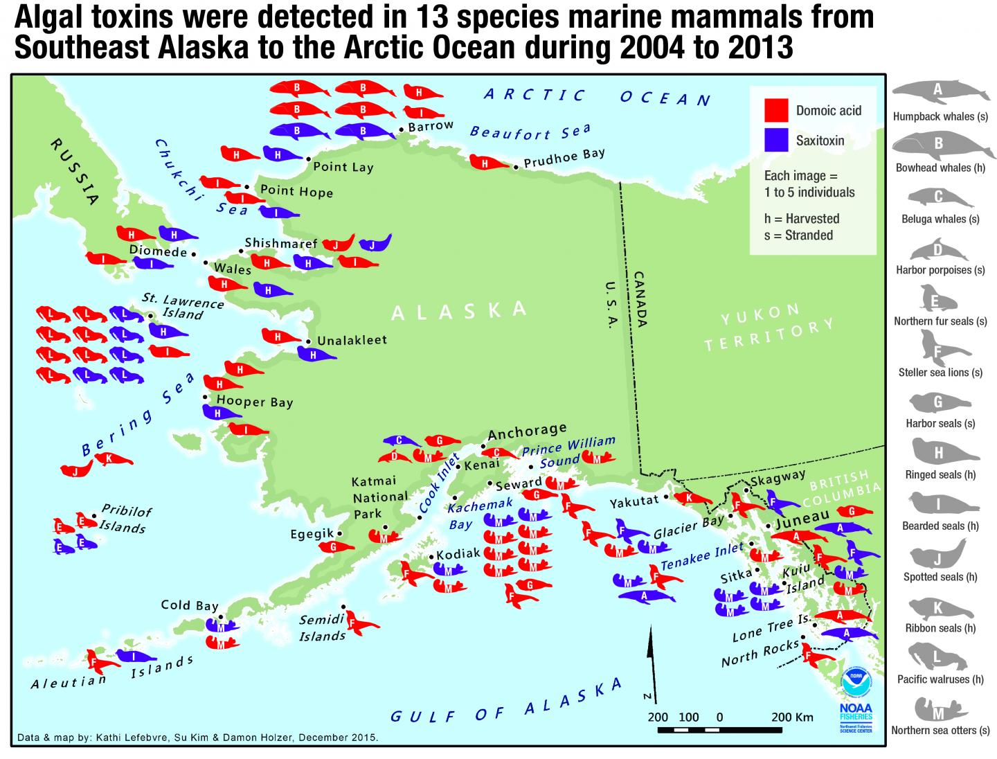 Marine Mammal Exposure to Algal Toxins
