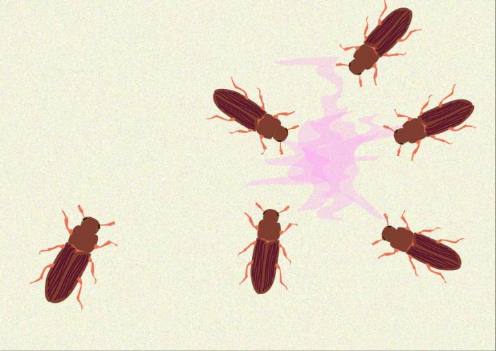 For flour beetles, it's better to be a woman EurekAlert!