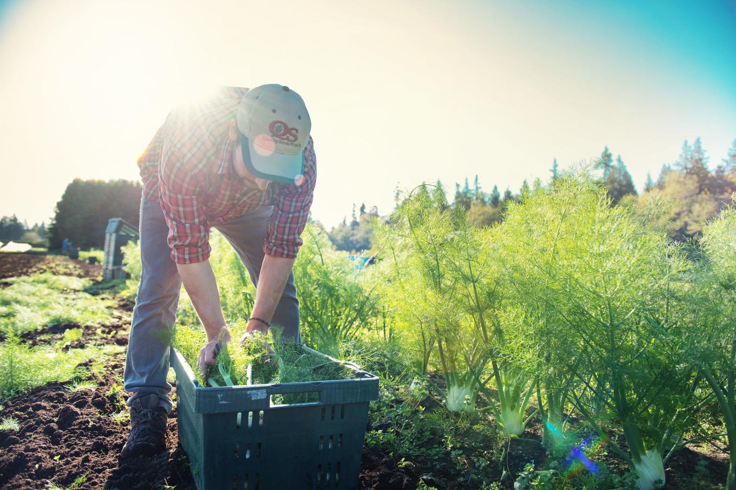 Increasing Diversity In Crop Production Benefits Biodiversity Without Compromising Yields