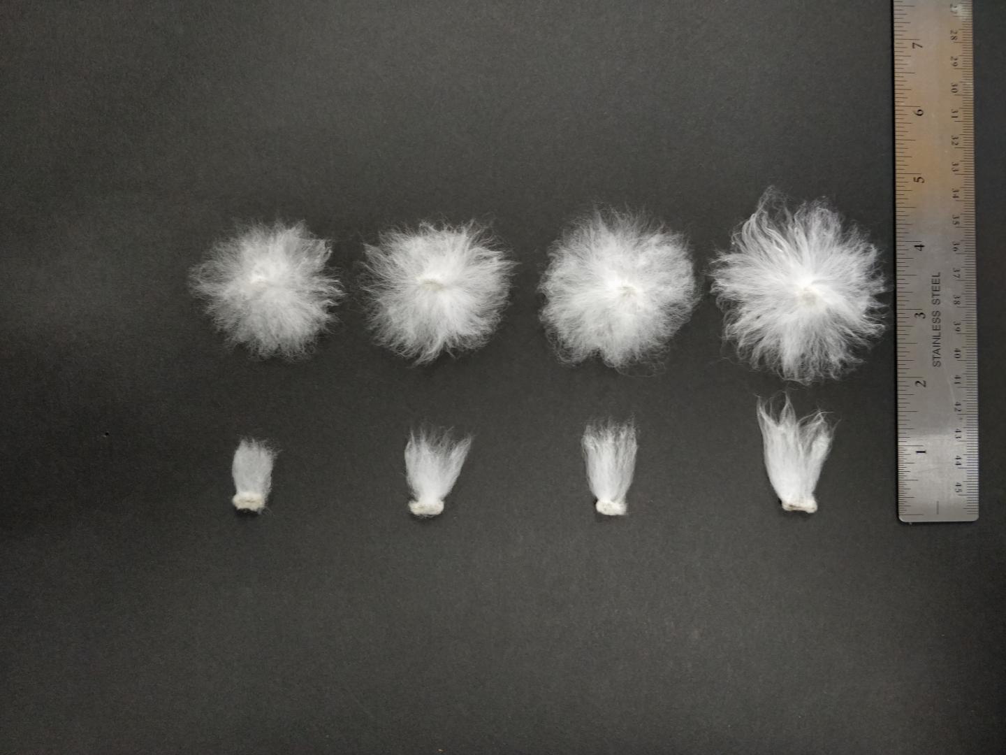 Cotton Fiber Length Comparison [IMAGE] EurekAlert! Science News Releases