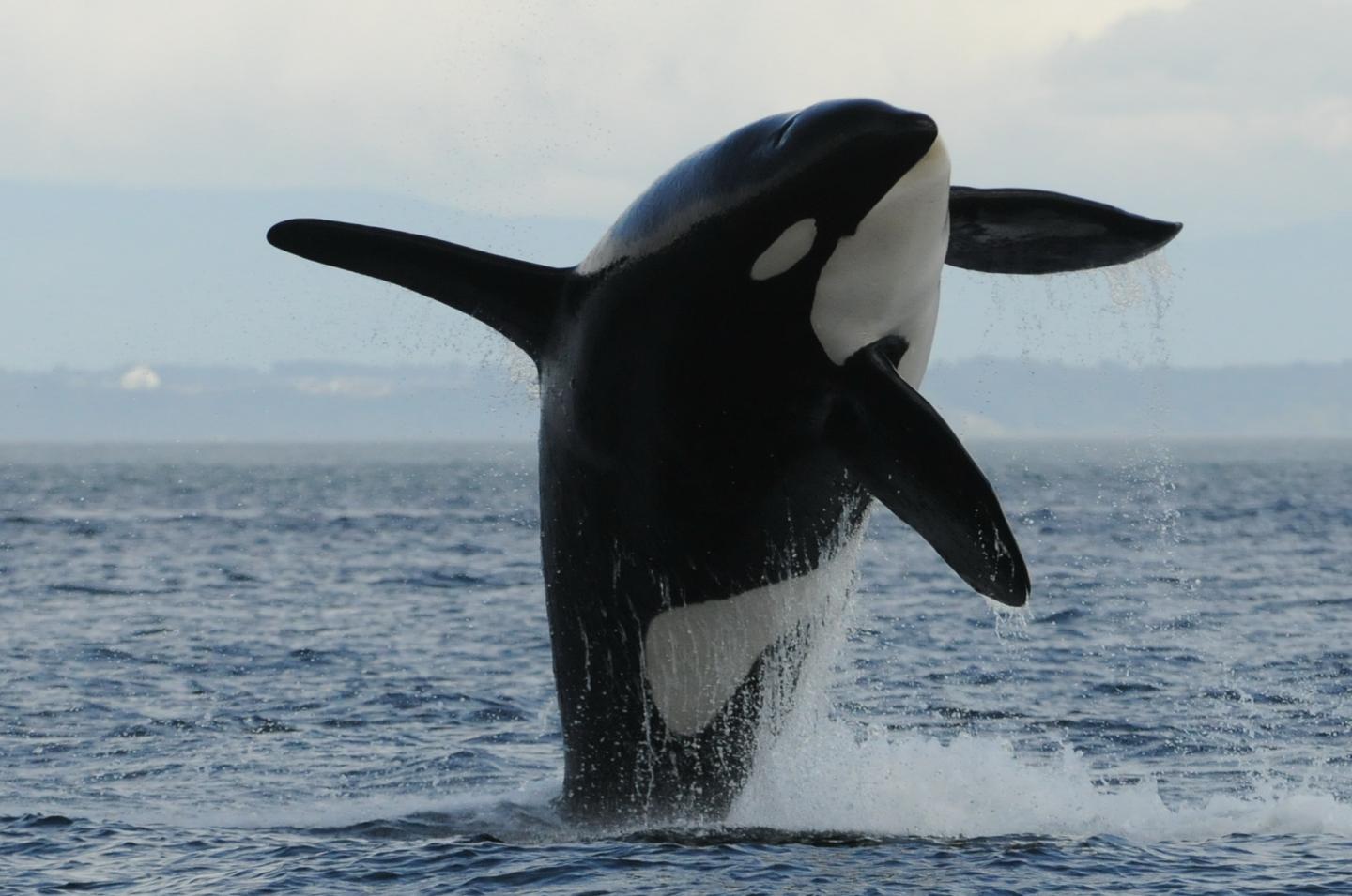 Killer Whale
