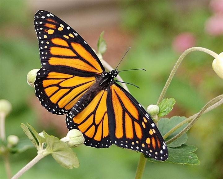 Monarch Butterfly -- Flower Petal